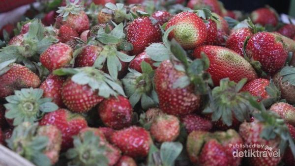 Yang Segar dari Berastagi: Buah Strawberry
