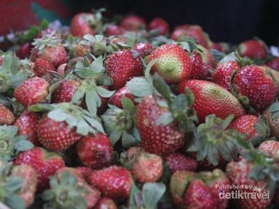 Yang Segar dari Berastagi: Buah Strawberry