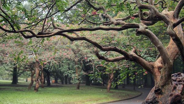 Yoyogi Park, Taman Indah Untuk Santai Sore di Tokyo
