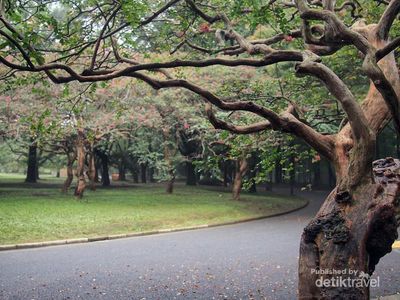 Yoyogi Park, Taman Indah Untuk Santai Sore di Tokyo