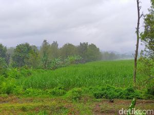 Abu Vulkanik Gunung Raung Mulai Terasa hingga Kota Banyuwangi