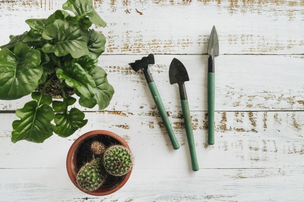 Tanaman hias yang bisa dijadikan sebagai ide hadiah valentine di masa pandemi.