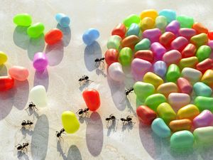 Kecil tapi Kuat, Mengapa Semut Bisa Angkat Beban yang Jauh Lebih Berat? Kecil tapi Kuat, Mengapa Semut Bisa Angkat Beban yang Jauh Lebih Berat?