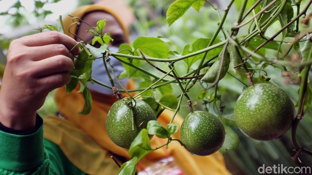Melihat Ketahanan Pangan Warga di Pondok Gede Melihat Ketahanan Pangan Warga di Pondok Gede