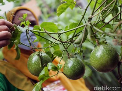 Melihat Ketahanan Pangan Warga di Pondok Gede