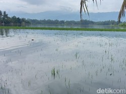 1.074 Hektare Lahan Tanaman Padi di Klaten Terendam Banjir