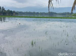 119 Hektare Tamanan Padi di Klaten Puso Terdampak Banjir 119 Hektare Tamanan Padi di Klaten Puso Terdampak Banjir