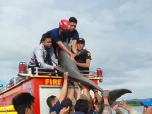 Lumba-lumba Terdampar di Sungai di Luwu Sulsel, Damkar Evakuasi ke Laut
