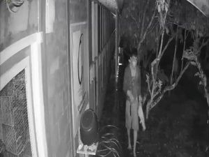 Marak Pencurian, Penangkar Burung Murai di Pangandaran Rugi Ratusan Juta