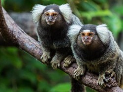 Ternyata Primata Ini Bisa Nguping Obrolan Monyet Lain