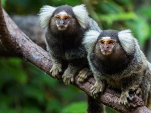 Unik! Monyet Marmoset Ternyata Gunakan Nama untuk Berkomunikasi Satu Sama Lain Unik! Monyet Marmoset Ternyata Gunakan Nama untuk Berkomunikasi Satu Sama Lain