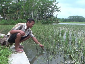 Terendam Banjir, 100 Hektare Sawah di Lumajang Terancam Gagal Panen