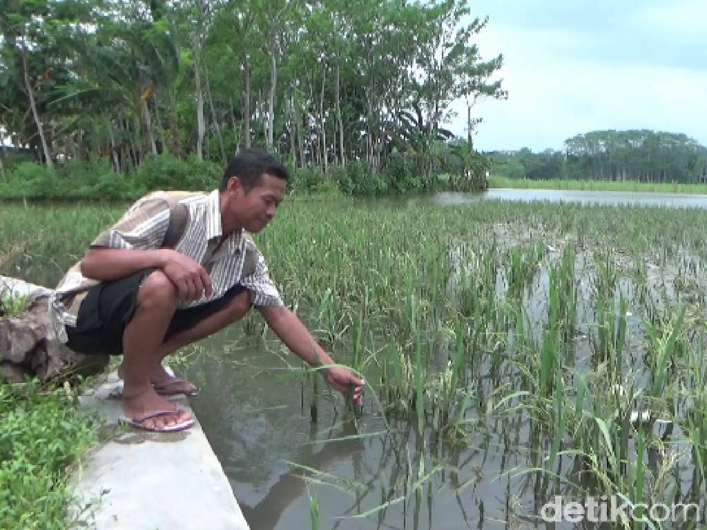 Terendam Banjir, 100 Hektare Sawah di Lumajang Terancam Gagal Panen