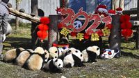 Bayi panda duduk di dekat hiasan bernuansa tahun baru Imlek di China Conservation and Research Center for the Giant Panda di Cagar Alam Wolong di provinsi Sichuan di China barat daya, (Chinatopix via AP)\