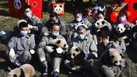 Bayi panda duduk di dekat hiasan bernuansa tahun baru Imlek di China Conservation and Research Center for the Giant Panda di Cagar Alam Wolong di provinsi Sichuan di China barat daya, (Chinatopix via AP)\