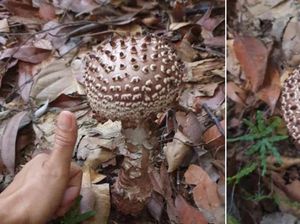 Pendaki Ini Temukan Jamur Persis Bentuk Virus Corona