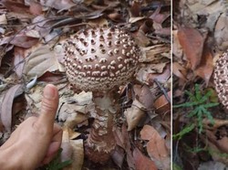 Pendaki Ini Temukan Jamur Persis Bentuk Virus Corona