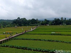 Main ke Sawah Mulyaharja di Bogor, Ini Kegiatan Serunya