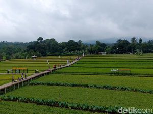 Main ke Sawah Mulyaharja di Bogor, Ini Kegiatan Serunya Main ke Sawah Mulyaharja di Bogor, Ini Kegiatan Serunya