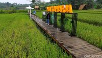Foto: Hamparan Sawah yang Instagramable di Kota Bogor
