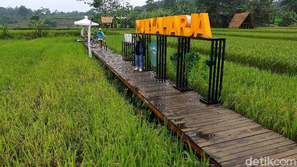 Foto: Hamparan Sawah yang Instagramable di Kota Bogor