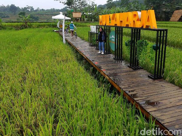 Foto: Hamparan Sawah yang Instagramable di Kota Bogor