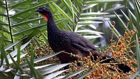 Kopi Burung Jacu, Minuman Eksotis dari Kotoran Burung Asal Brasil
