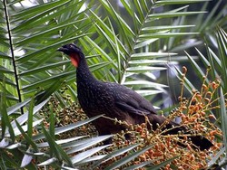 Bukan dari Luwak, Kopi Ini Berasal dari Kotoran Burung