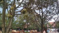 Foto: Asyik, Ada Wisata Serba Durian di Cirebon