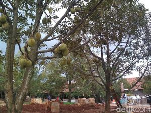 Foto: Asyik, Ada Wisata Serba Durian di Cirebon Foto: Asyik, Ada Wisata Serba Durian di Cirebon