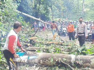 Longsor dan Pohon Tumbang di Gumitir, Jalur Jember-Banyuwangi Buka Tutup