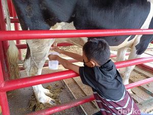 Serunya Memerah Susu Sapi dan Memanen Stroberi di Moosa Edufarm Solok