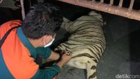Potret Harimau Tora Ditembak Bius Usai Lepas dari Kandang Sinka Zoo