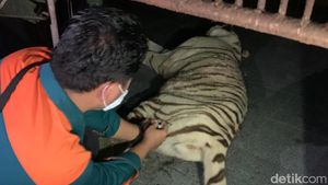 Potret Harimau Tora Ditembak Bius Usai Lepas dari Kandang Sinka Zoo