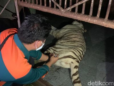 Potret Harimau Tora Ditembak Bius Usai Lepas dari Kandang Sinka Zoo