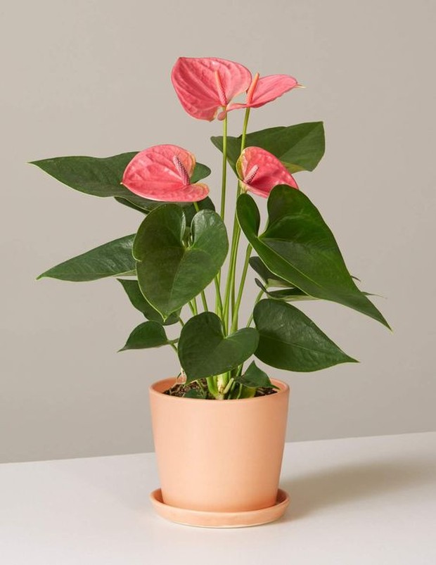 Anthurium punya beberapa pilihan warna lain.