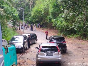 Ditembak Bius, Harimau Sinka Zoo Kedua yang Lepas Diamankan Petugas!