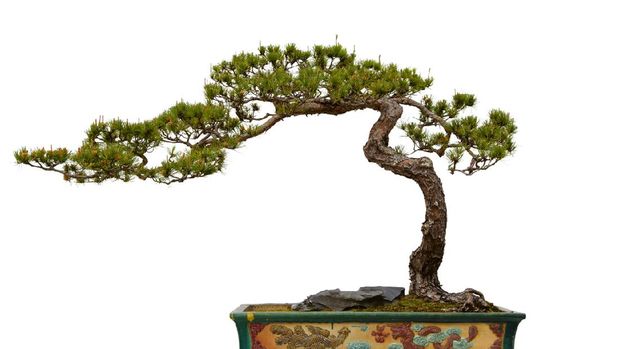 Ilustrasi bonsai