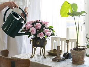 5 Tanaman Hias yang Wangi, Cocok Jadi Pengharum Ruangan Alami 5 Tanaman Hias yang Wangi, Cocok Jadi Pengharum Ruangan Alami