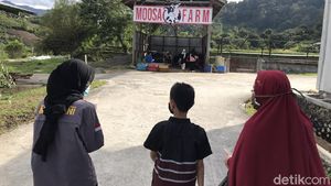 Foto: Memerah Susu Sapi dan Menikmati Strawberry di Moosa Edufarm