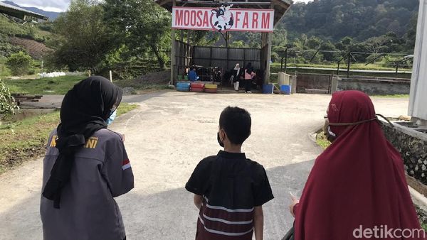 Foto: Memerah Susu Sapi dan Menikmati Strawberry di Moosa Edufarm
