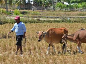 Sengkarut Daging Sapi