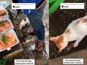 Viral Video Tukang Bubur Disambut Kucing Liar Saat Hendak Berjualan