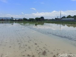 880 Hektare Sawah di Tulungagung Terendam Banjir, 18 Hektare Gagal Panen