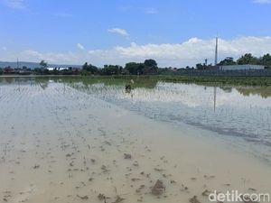 880 Hektare Sawah di Tulungagung Terendam Banjir, 18 Hektare Gagal Panen 880 Hektare Sawah di Tulungagung Terendam Banjir, 18 Hektare Gagal Panen