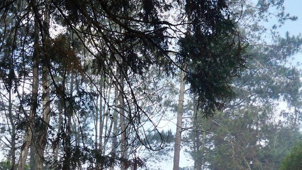 Akhir Pekan di Lembang, Coba ke Jayagiri