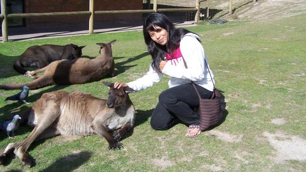 Asyiknya Memberi Makan Kanguru Australia