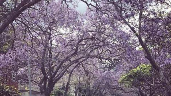 Begini Cantiknya Musim Semi di Sydney