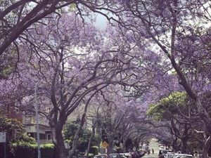 Begini Cantiknya Musim Semi di Sydney