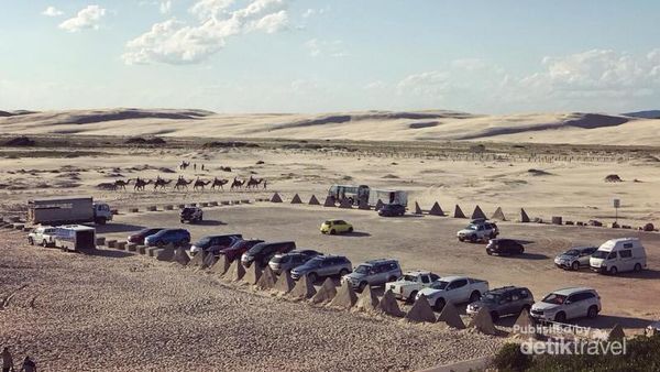 Begini Rasanya Naik Unta di Pantai Australia